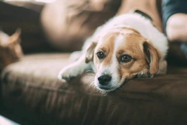 Image of cbd para mascotas